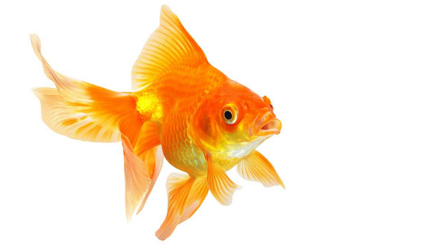 Goldfish final